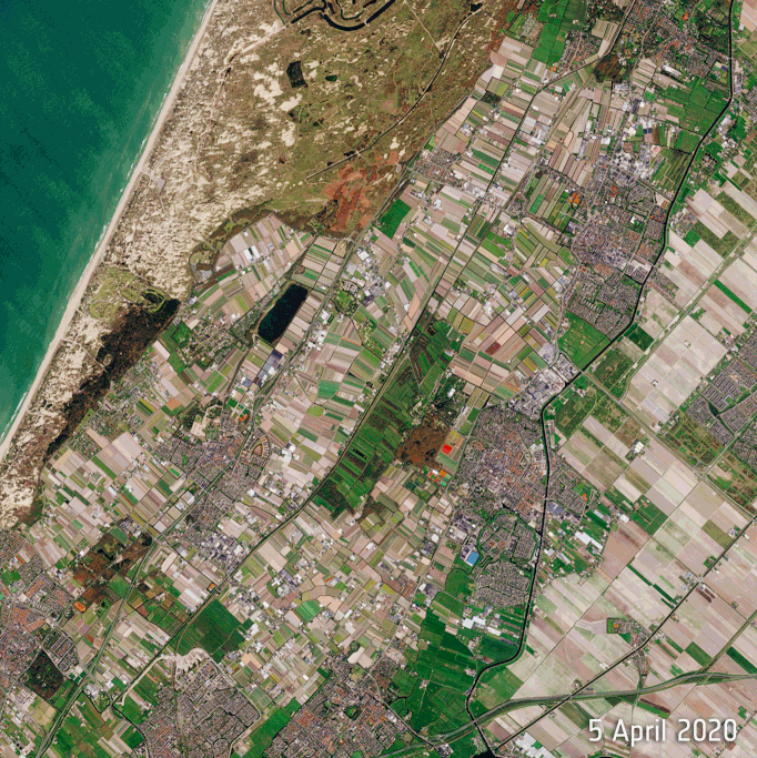 Captured by the Copernicus Sentinel-2 mission, these beautiful views from space show the Dutch tulip fields coming into bloom. 