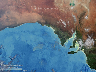 This Copernicus Sentinel-3 image shows high concentrations of chlorophyll in yellow-green along the coastline of South Australia, near Adelaide. Chlorophyll-a is a key indicator of the presence of algae in the ocean.