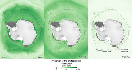Phytoplankton groups around the Antarctic